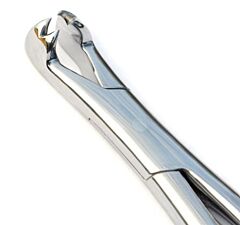 Pony forcep four root