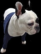 Medical Pet Shirt TAZ2 Double Front Leg Sleeve:2XL