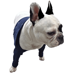 Medical Pet Shirt TAZ2 Double Front Leg Sleeve Starterset