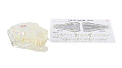 KRUUSE Canine dental anatomy model, w/information card