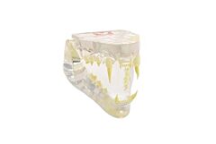 KRUUSE Feline dental anatomy model, w/information card