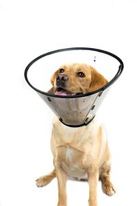 Hondenkraag Smart collar maat 4 (35-52cm) per 5 stuks