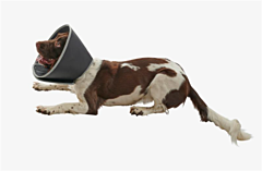 Hondenkraag BUSTER Foam Collar, 30 cm, 5/pk
