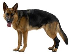 KRUUSE Rehab Hock Protector, XS