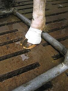 BOVIVET Hoof Bandage, L, 10/pk