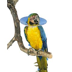 Buster Vogelkraag Bird Collar Large 200mm per stuk